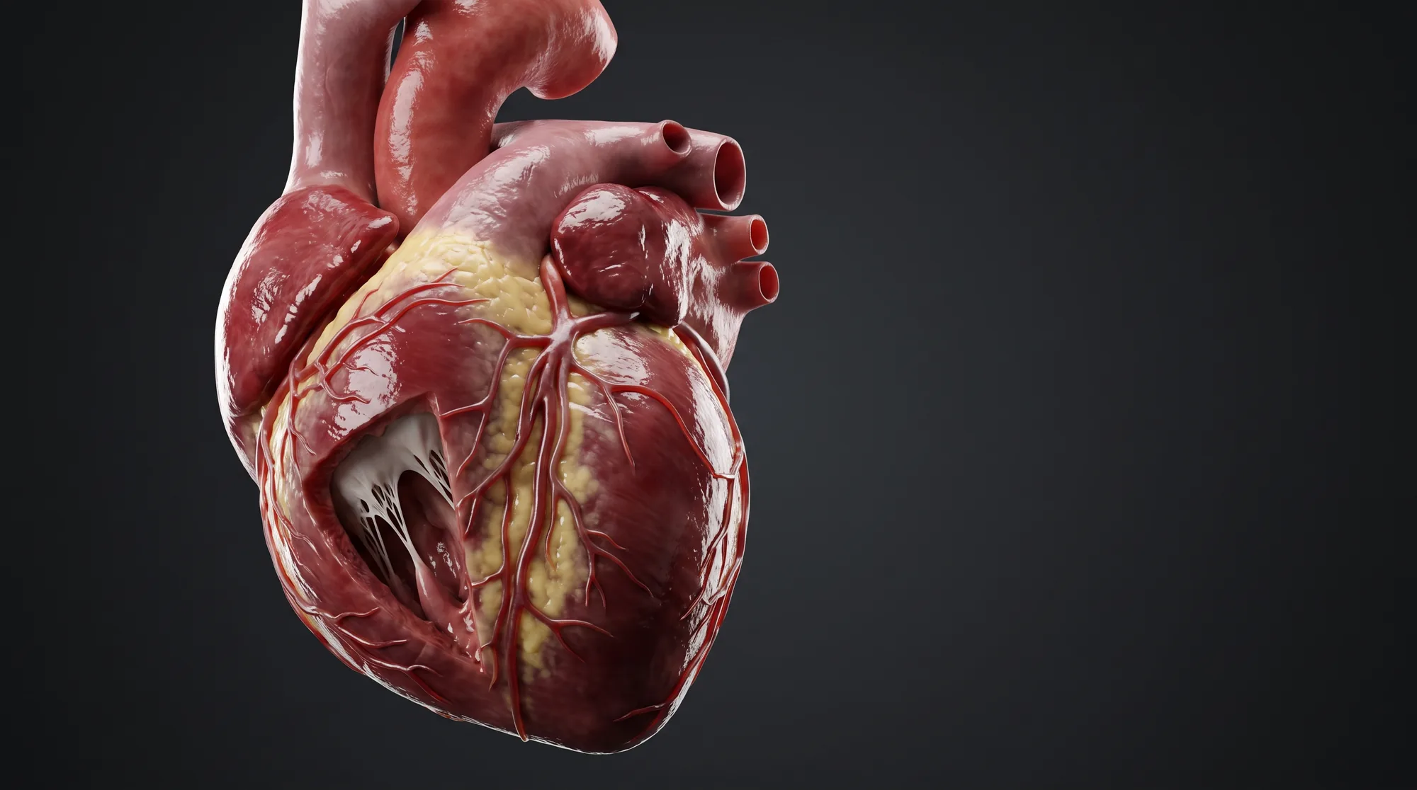 A photoreal render of a human heart with the right ventricle cut away