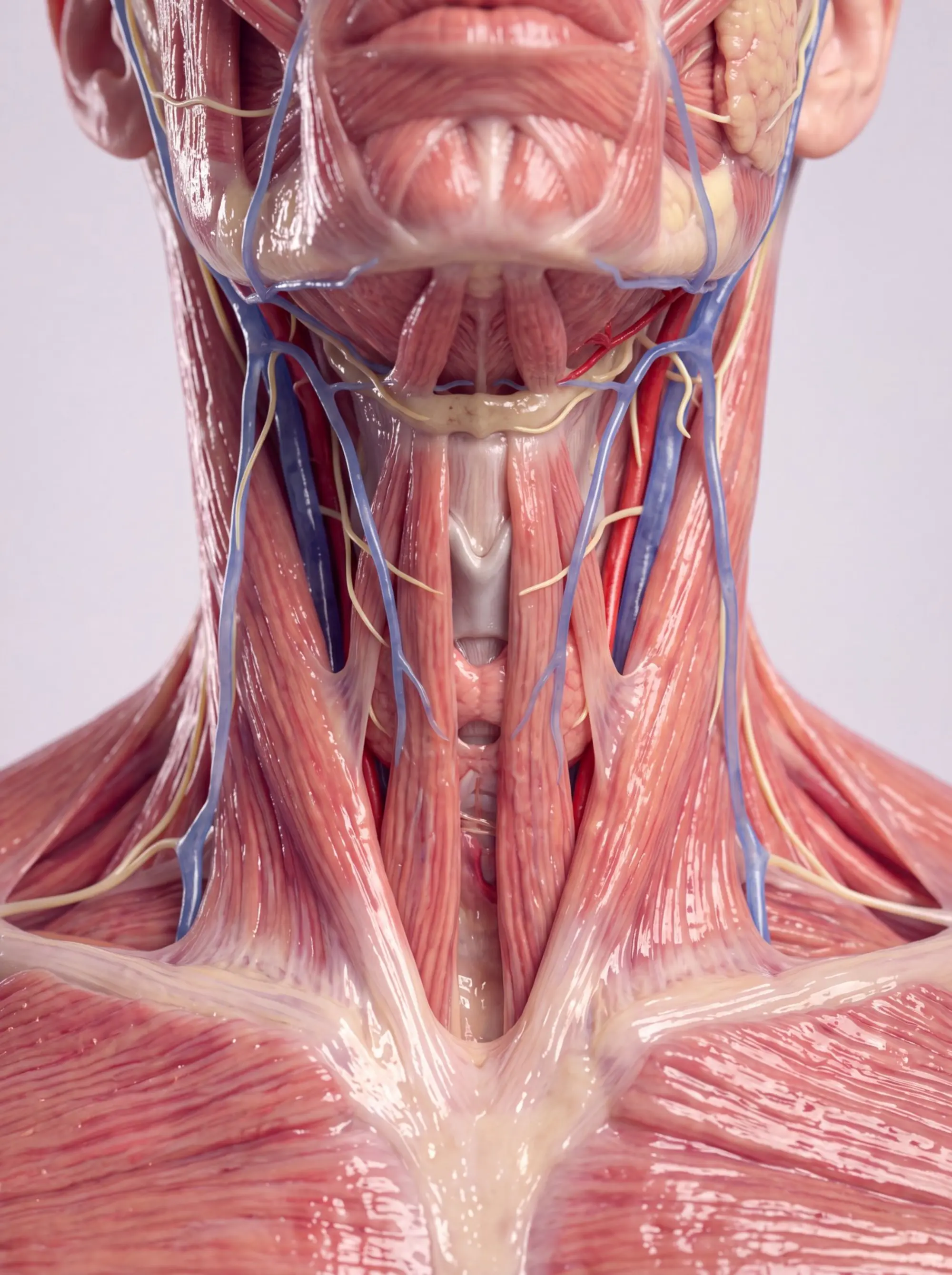 Neck anatomy &mdash; anterior dissection with cervical musculature, jugular veins, carotid arteries and cervical nerves