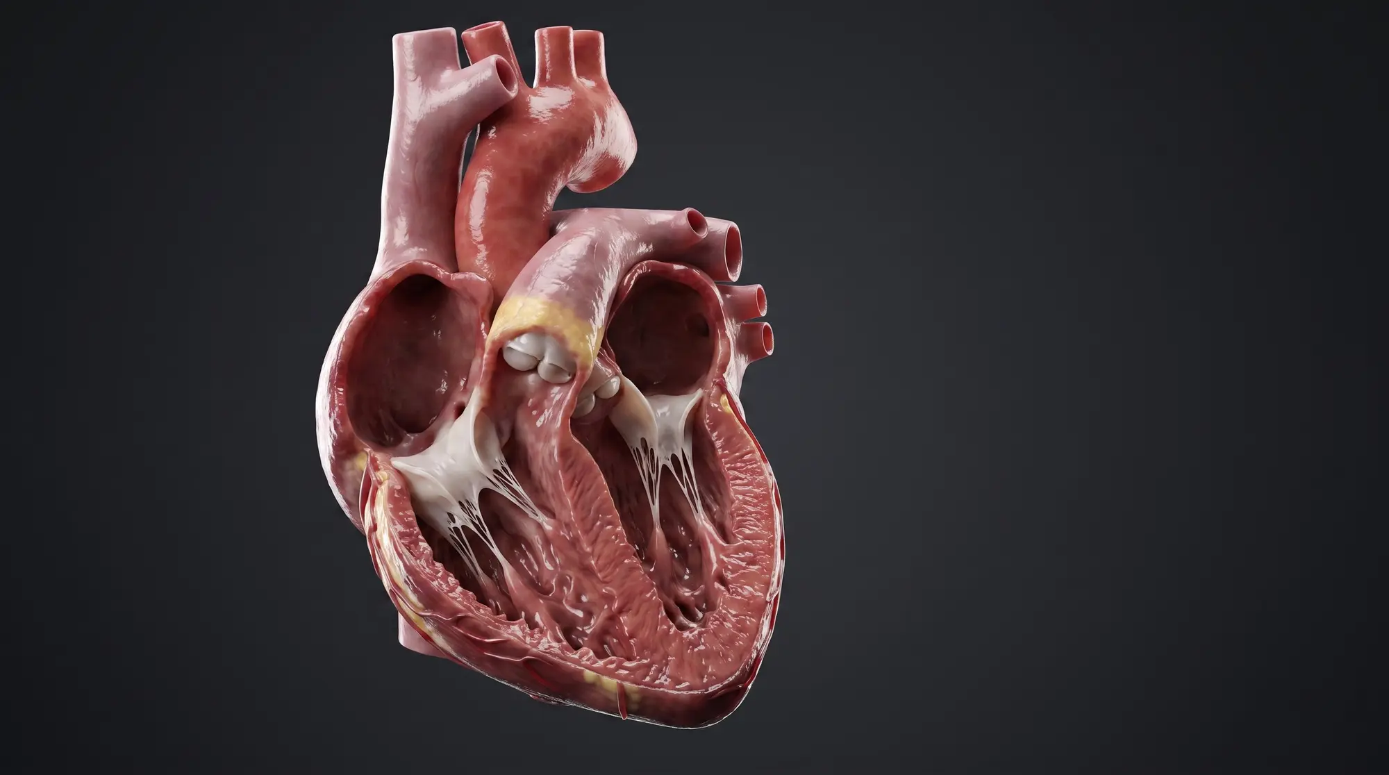 Human heart cross-section — both ventricles open showing chambers, valves and septal wall